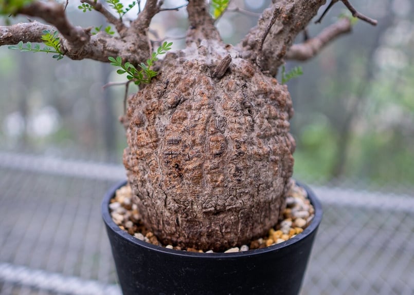 塊根植物 パキプス オペルクリカリア パキプス | mana's farm:塊根植物・アガベ・ドライ