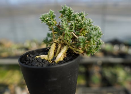 トリコディアデマ ステラツム　Trichodiadema stellatum