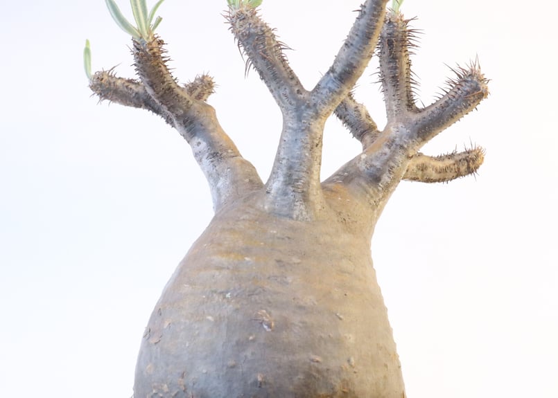 パキポディウム グラキリス No.122 | mana 