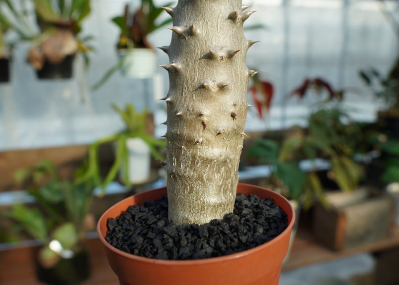 パキポディウム　デンシフローラム　大球　発根済み パキポディウム デンシフローラム 現地球 マダガスカル産 大株 国内5年