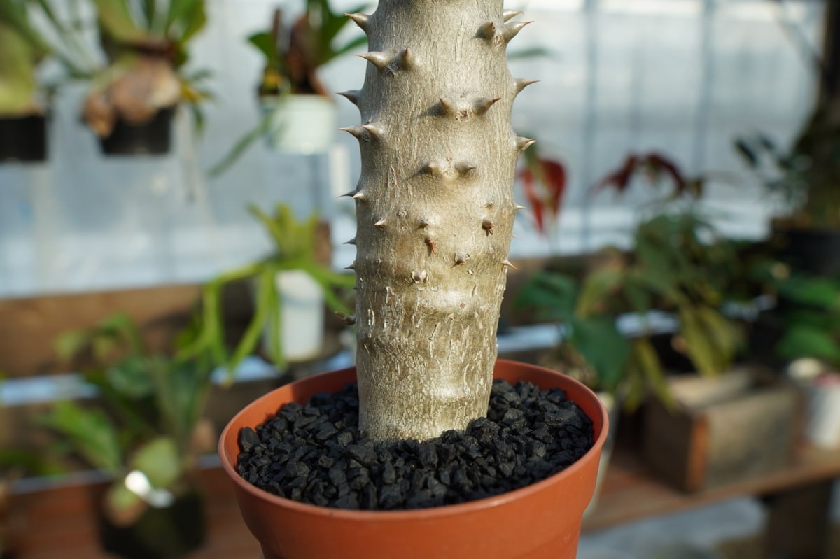 パキポディウム デンシフローラム No.3 | mana's farm:塊根植物