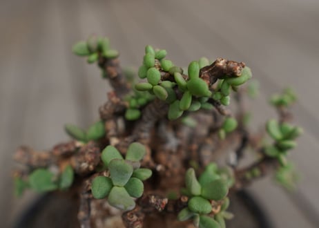 ケラリア  ピグマエア   Ceraria pygmaea