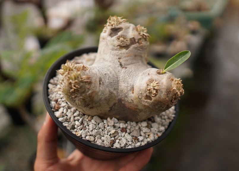 パキポディウム エブレネウム 2 【公式通販】