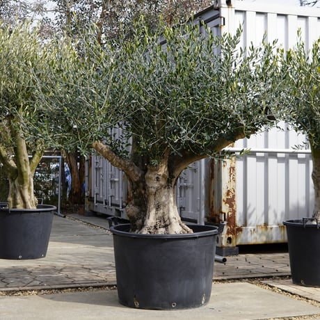 STORES オリーブ古木の検索結果