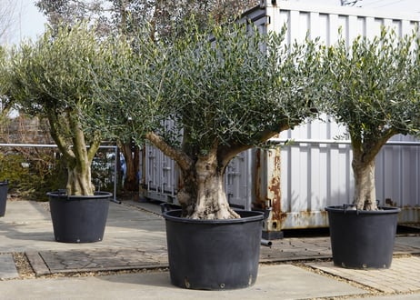 CATEGORY mana's farmの商品ページ | mana's farm:塊根植物・ア