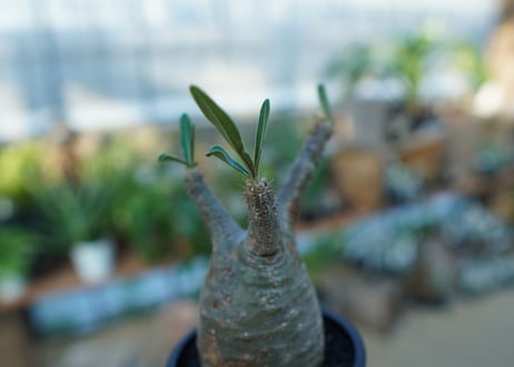 【未発根】パキポディウム　グラキリス　 Pachypodium Gracilius  No.35