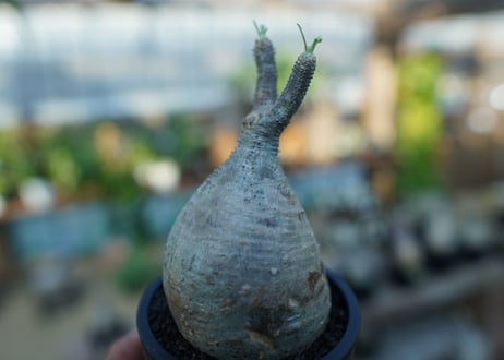【未発根】パキポディウム　グラキリス　 Pachypodium Gracilius  No.26