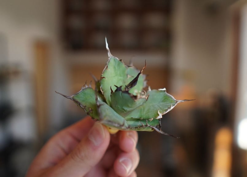 アガベ チタノタ ハデス Agave titanota Hades | mana's farm