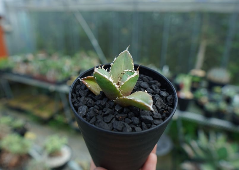 アガベ チタノタ 鬼爪 雪峰 子株 - 植物/観葉植物