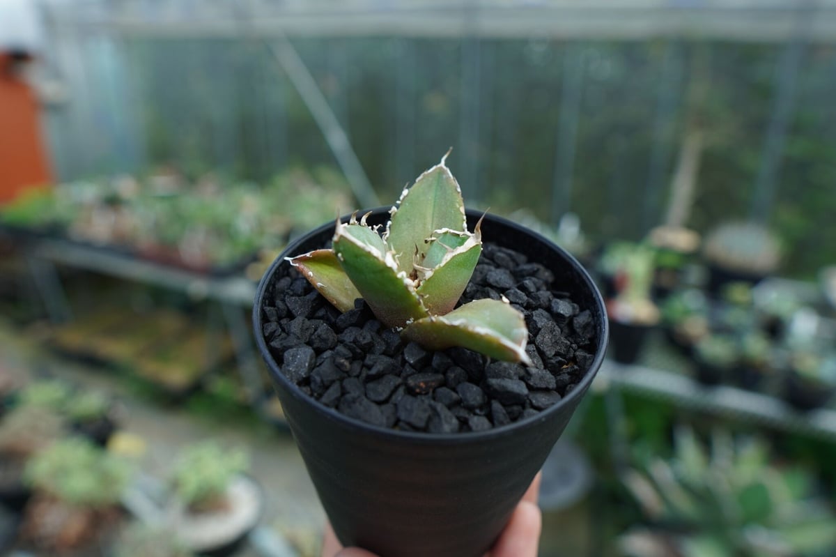 アガベ チタノタ 鬼爪雪峰 Agave titanota “Onitsume Yukimin...