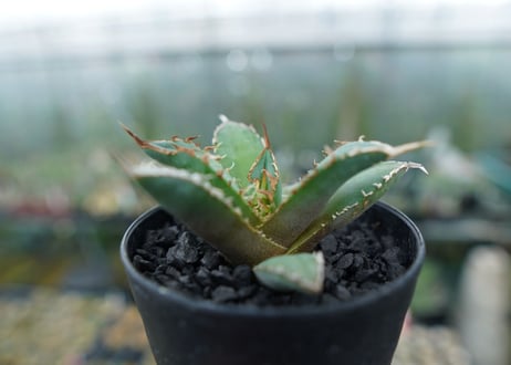 アガベ　チタノタ　FO-76　Agave titanota  FO-76　No.10