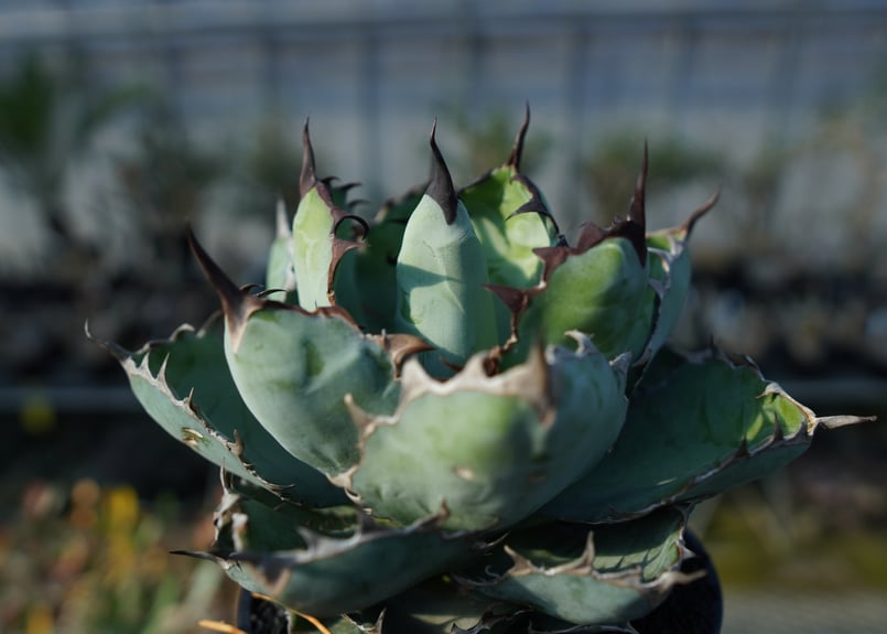 アガベ チタノタ ブラックアンドブルー Agave titanota black and