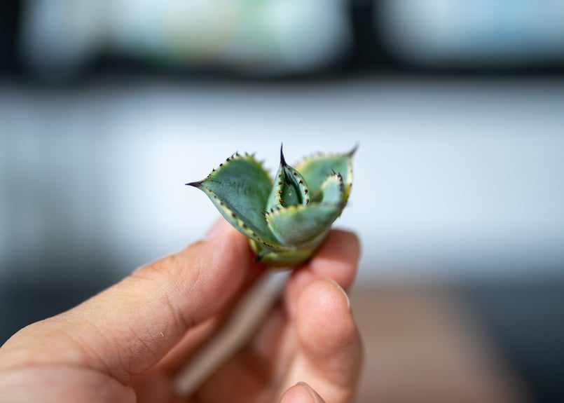 アガベ ドラド | mana's farm:塊根植物・アガベ・ドライガーデン植物