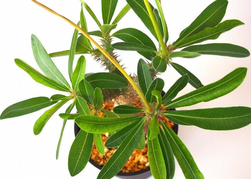 ⚡️値下げ⚡️パキポディウム　マカイエンセ　魔界玉　コレクション株　美株 isla del pescado - Pachypodium makayense-魔界玉