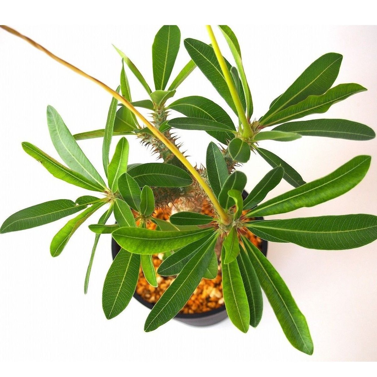 Pachypodium makayense パキポディウム マカイエンセ 魔界玉 | mana