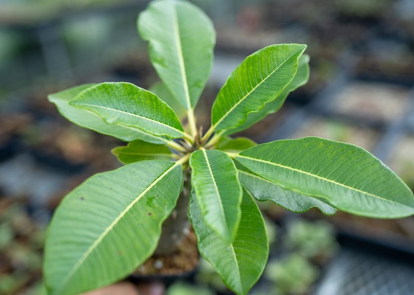 パキポディウム バロニー 沖縄実生 | mana's farm:塊根植物・アガベ