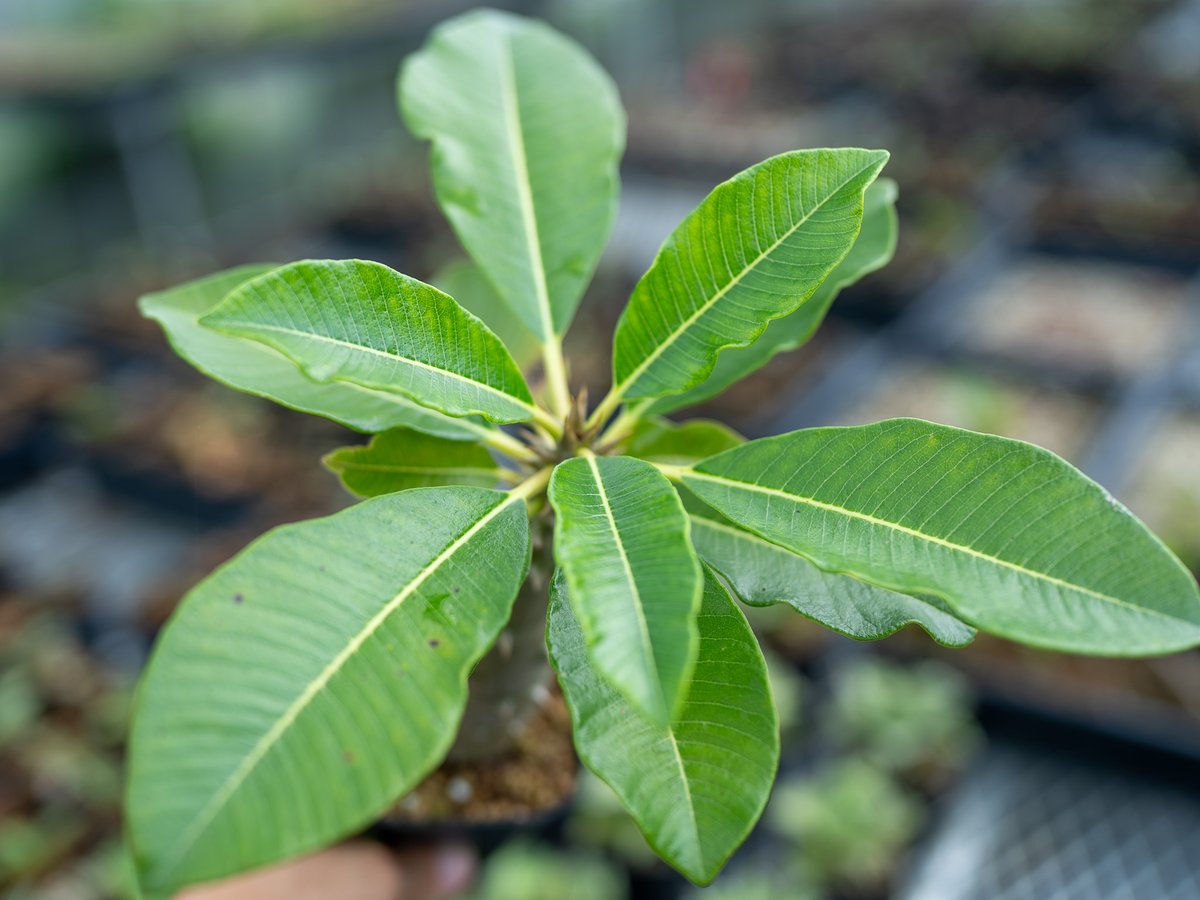 パキポディウム バロニー 沖縄実生 | mana's farm:塊根植物・アガベ