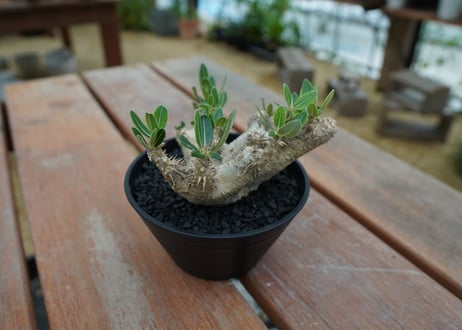 パキポディウム　デンシフローラム Pachypodium densiflorum   No.3