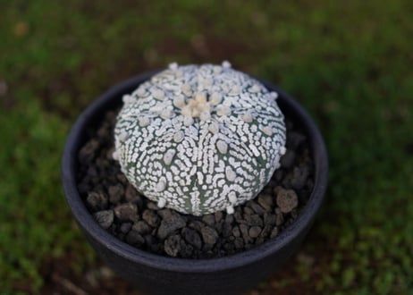 アストロフィツム　スーパー兜 Astrophytum asterias 'Super Kabuto'