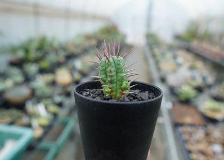 ユーフォルビア　フェロックス　Euphorbia ferox