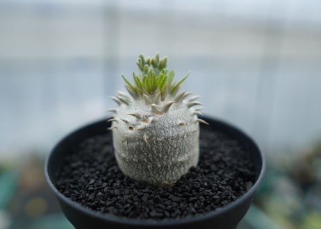 パキポディウム　恵比寿大黒　Pachypodium Densicaule　No.5