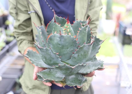 Agave parrasana x isthmensis