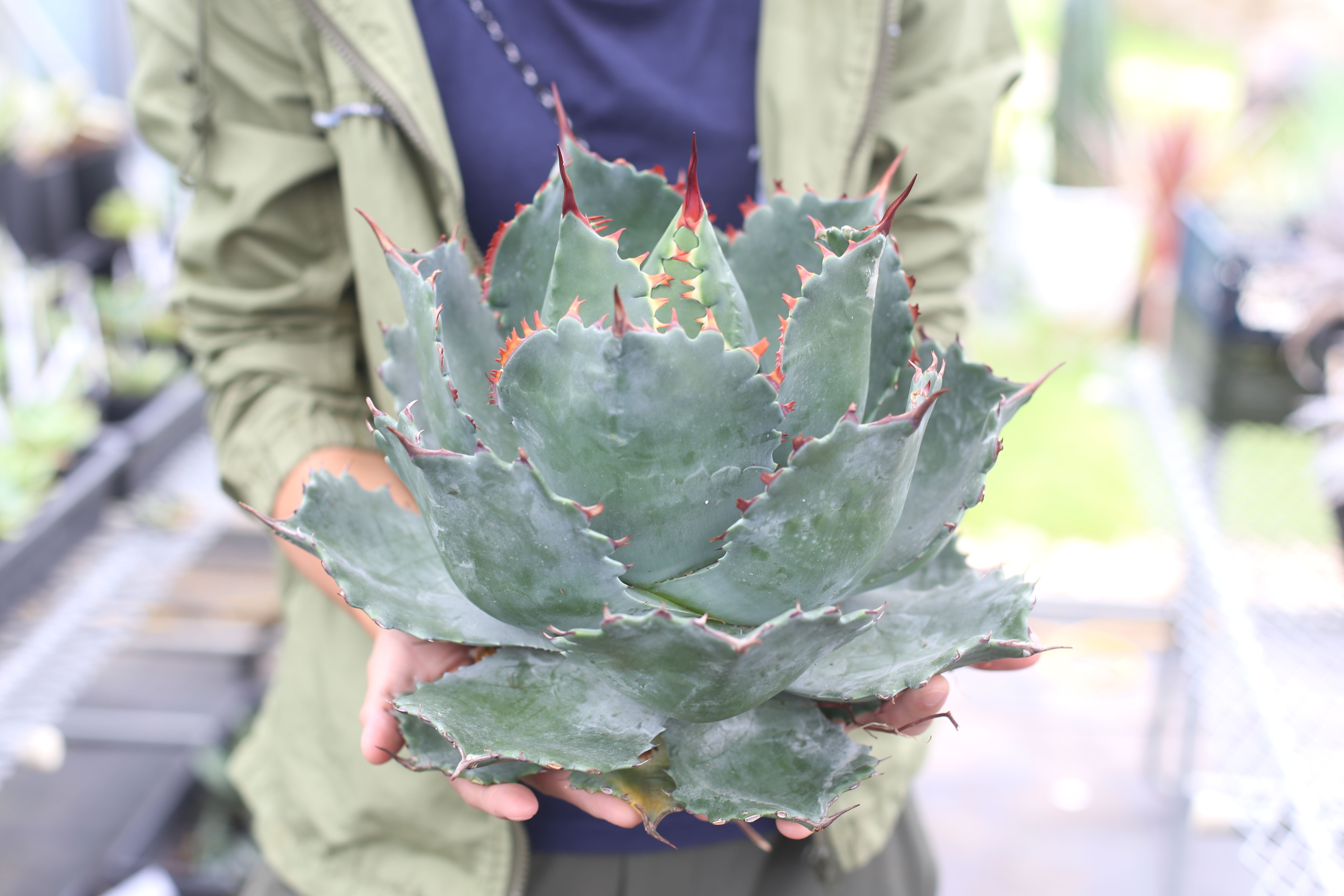 Agave parrasana x isthmensis | mana's farm:塊根植物