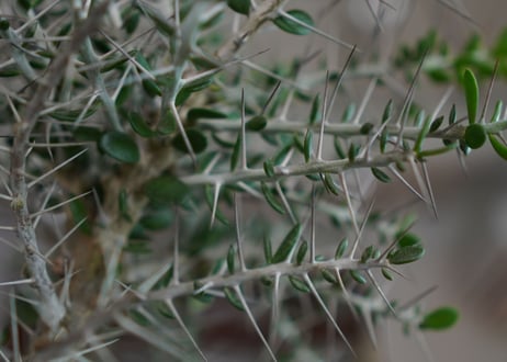 アローディア　コモサ　Alluaudia comosa