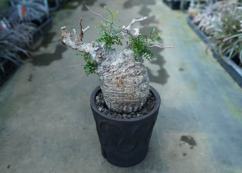 オペルクリカリア パキプス Operculicarya pachypus | mana's f