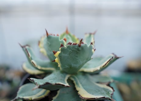 アガベ　兜蟹錦　連棘　Agave isthmensis “Kabutogani” variegata