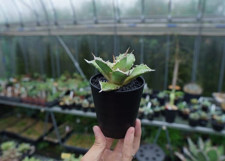 アガベ　チタノタ　獅子光　agave titanota Lion light 子株 No.4