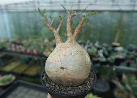 パキポディウム　グラキリス　 Pachypodium Gracilius  No.3