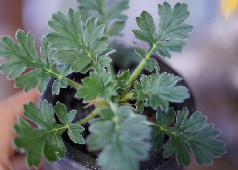 Pelargonium incrassatum | mana's farm:塊根植物・アガベ・