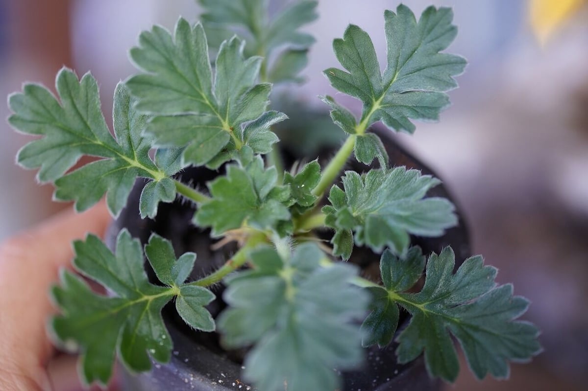 Pelargonium incrassatum | mana's farm:塊根植物・アガベ・
