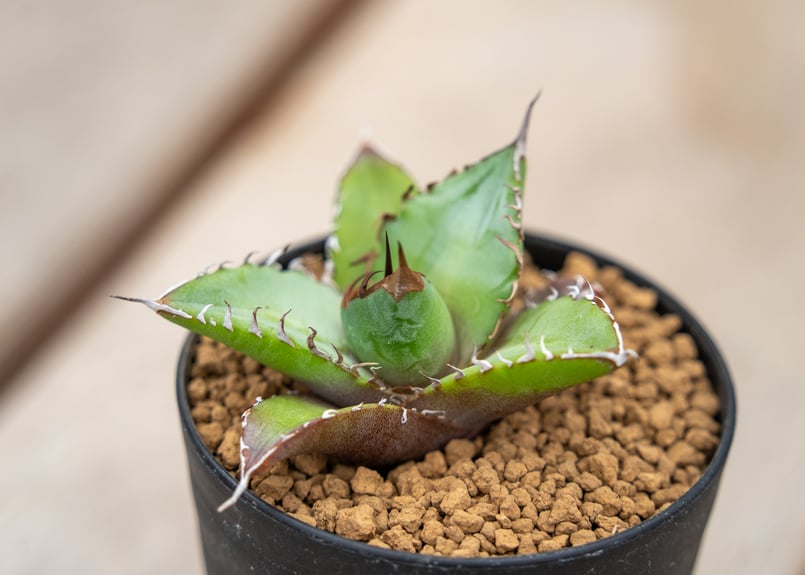 アガベ　チタノタ　シチリア　鉢ごと　強歯　親株中株 アガベ チタノタ シチリア 鉢ごと 強歯 親株中株