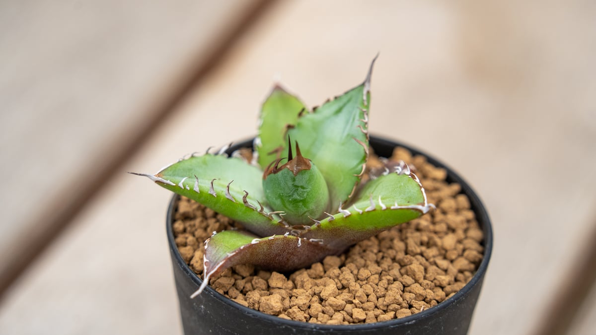 アガベ チタノタ　農大　鉢ごと発送　親株　ドライガーデン アガベ チタノタ 農大 鉢ごと発送 親株 ドライガーデン - メルカリ