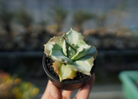 アガベ　王妃雷神錦　Agave　“Ohi Raijin Nishiki ”
