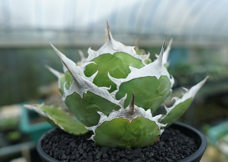 agave titanota 獅子光　Lion light　No.1