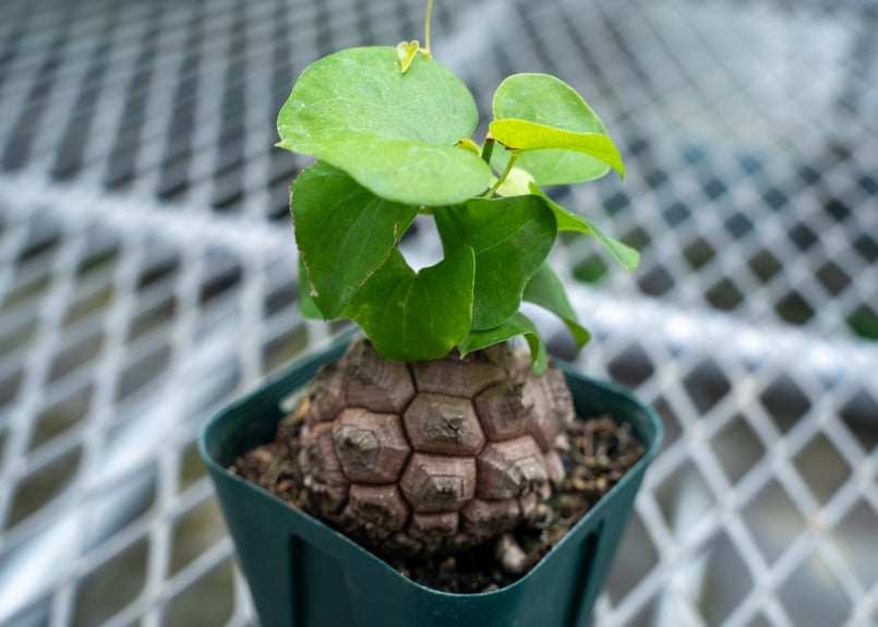 亀甲竜　5号鉢　長谷川 長谷川園芸産】亀甲竜 Dioscorea elephantipes 5寸 | mana's