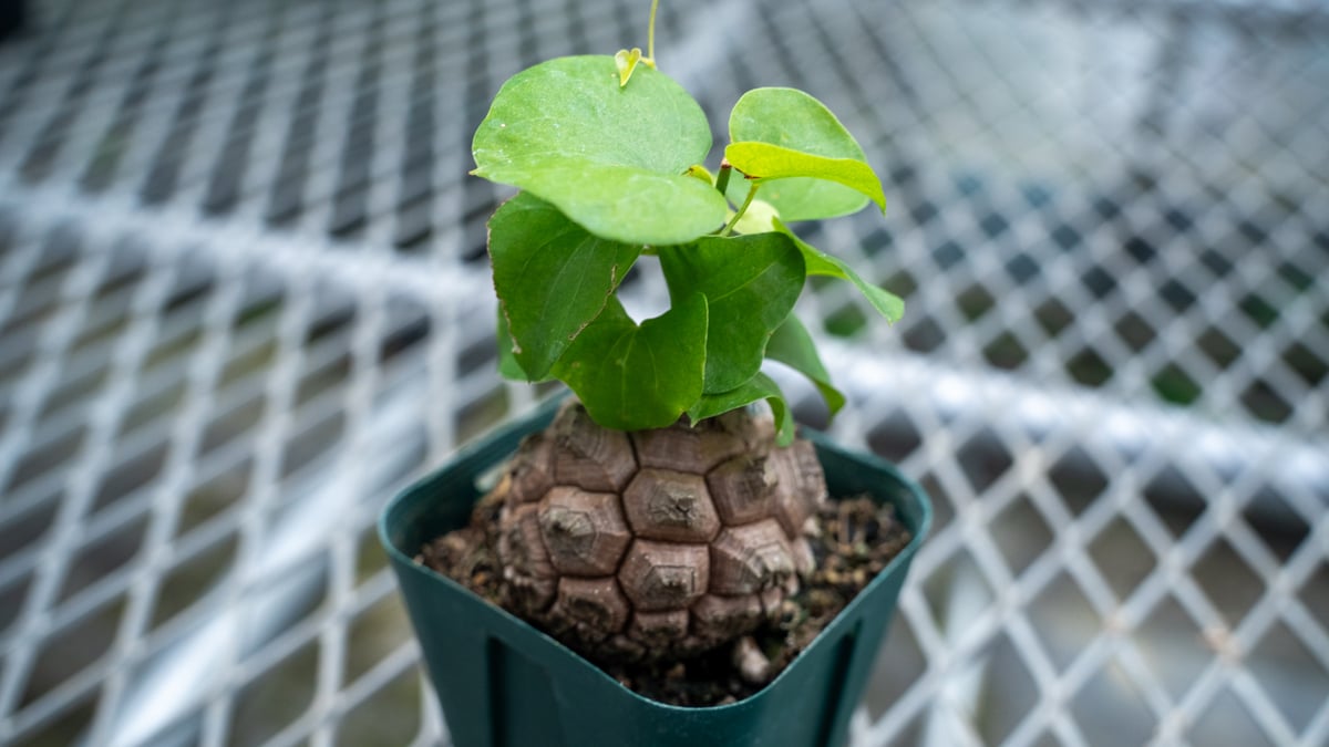 NAOさん専用 亀甲竜 BOTANIZE