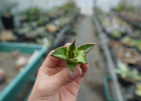 【抜き苗】アガベ　チタノタ　白鯨　Agave titanota White whale