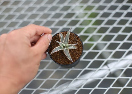 dyckia Nagas