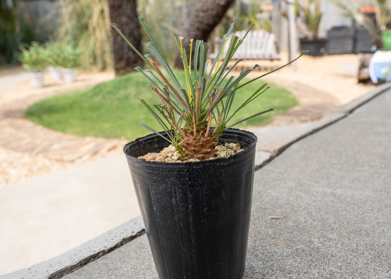 ユーフォルビア ムルチフォリア | mana's farm:塊根植物・アガベ