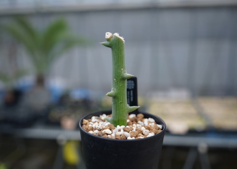 アデニア グロボーサ | mana's farm:塊根植物・アガベ・ドライガーデン