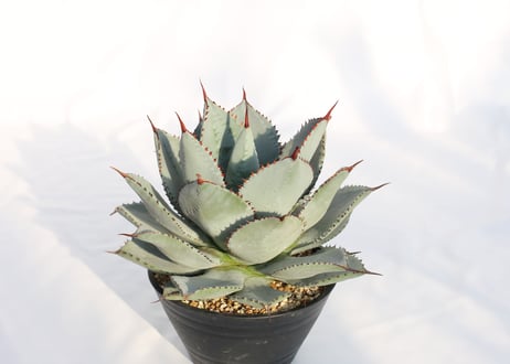 Agave dragontoes  アガベ　ドラゴントゥース