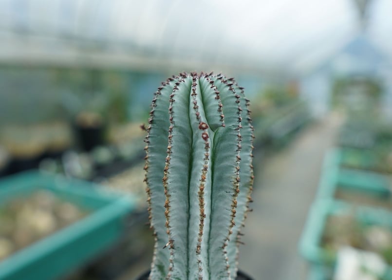 ユーフォルビア ホリダ スノーフレーク Euphorbia horrida 