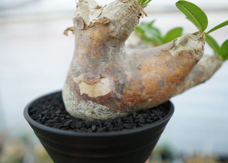 パキポディウム　エブレネウム　Pachypodium eburneum　No.1