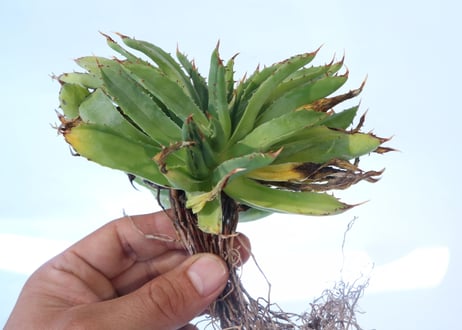 Agave shawii crested