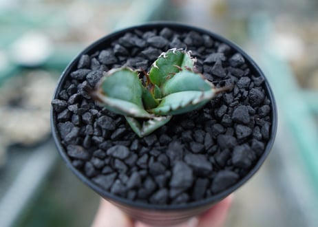 アガベ　チタノタ　 ブラックアンドブルー 　Agave titanota black and blue　No.4