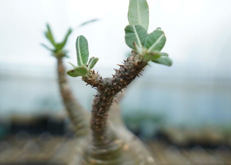パキポディウム　グラキリス　 Pachypodium Gracilius  No.6